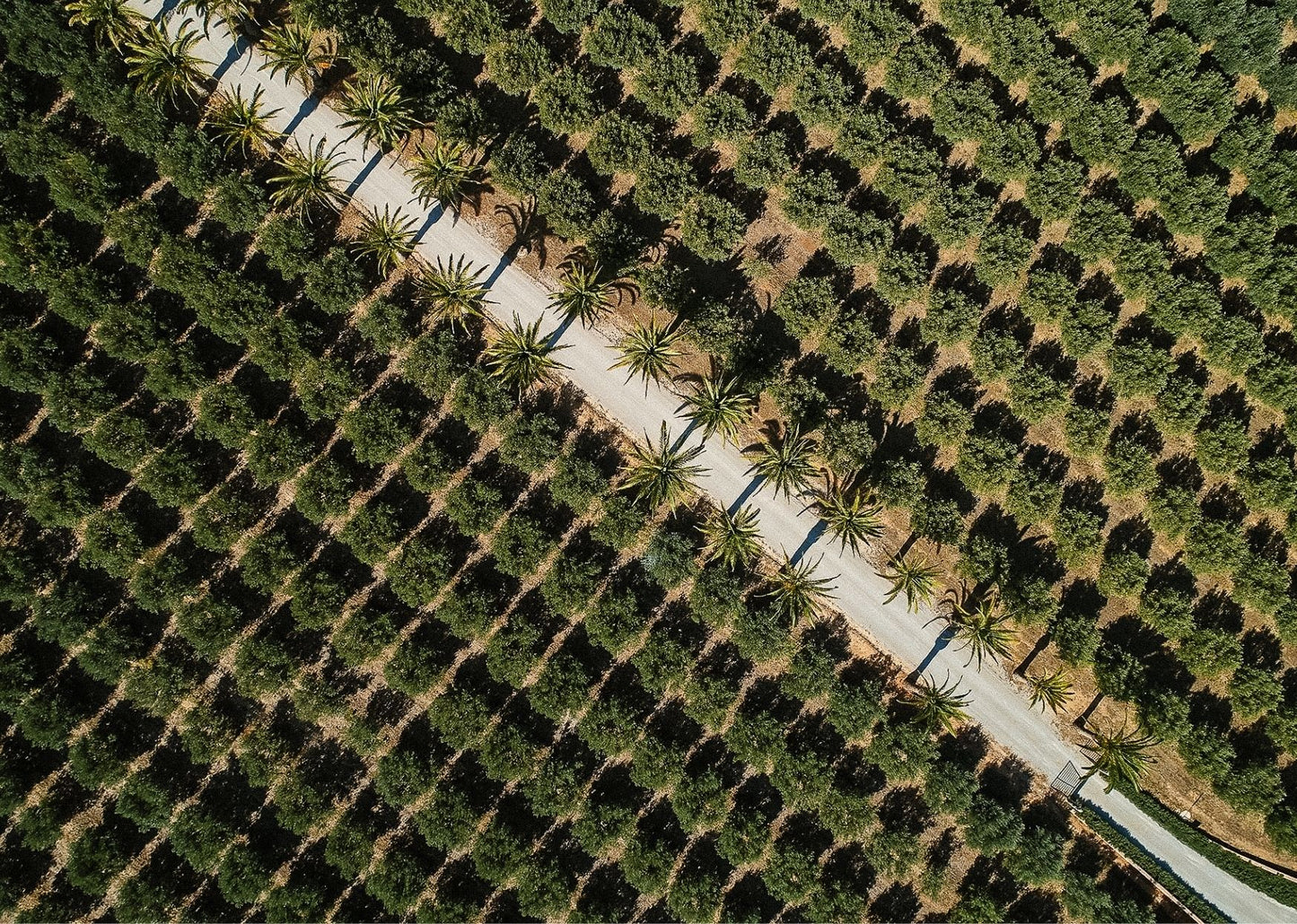 Saltwater olive oil - das grüne Gold Portugals