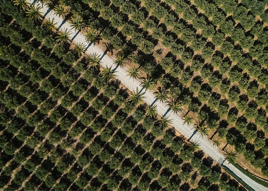Saltwater olive oil - das grüne Gold Portugals