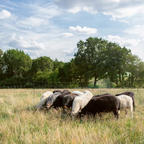Hofläden und Manufakturen um Hamburg